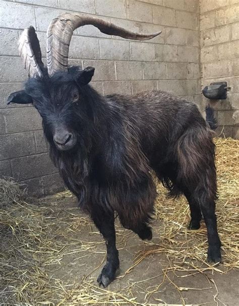 black phillip goat